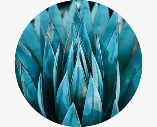 agave